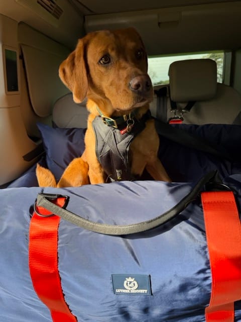 Customer photo review of Travel Dog Pod XL - Now With Isofix