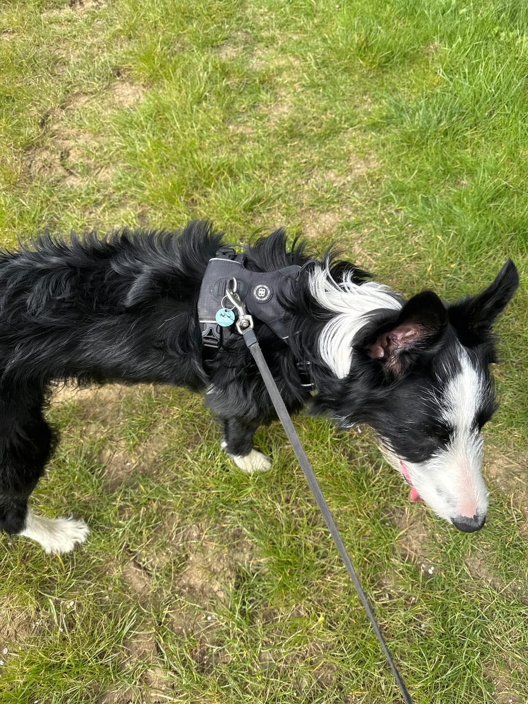 Customer photo review of Anti Pull Hurricane Harness Lighter | With Handle - Black