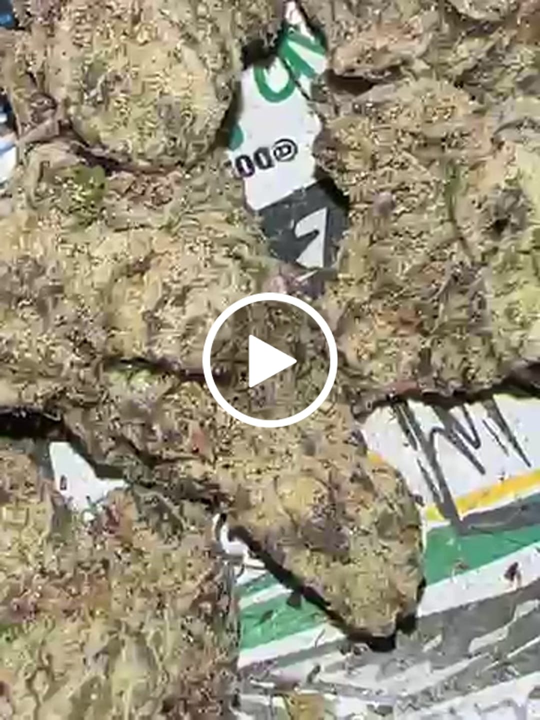 Customer video review of Elite Boutique Exotic Dark Matter - Bulk - Hybrid