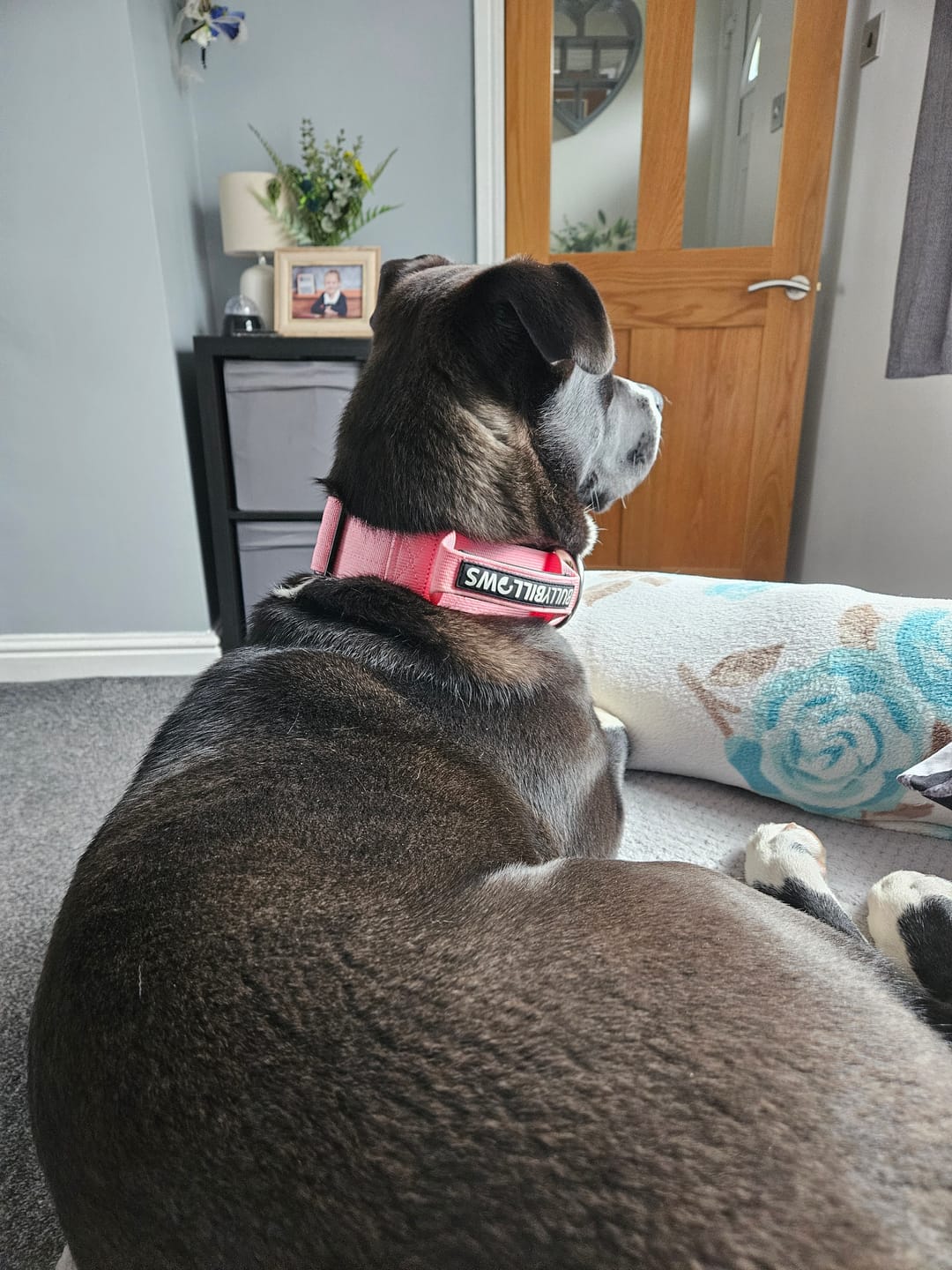 Customer photo review of 5cm Combat® Collar | With Handle & Secure Clip - Pink