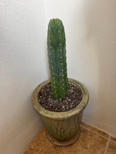 Customer photo review of San Pedro Cactus | Trichocereus (Echinopsis) Pachanoi