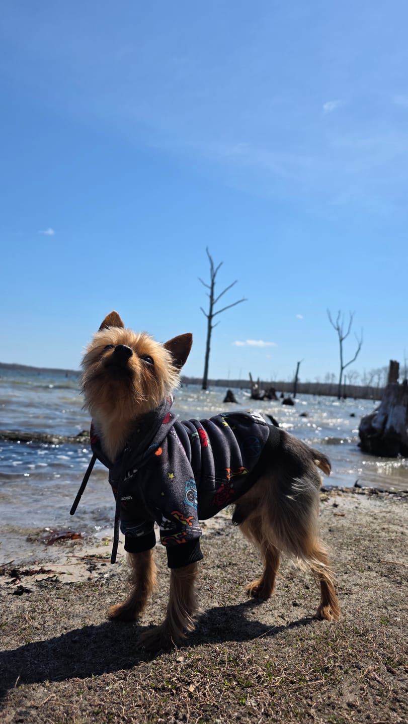 Customer photo review of Rock and Roll Dog Hoodie