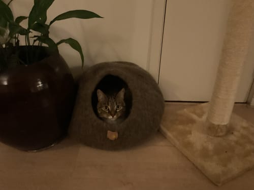 Customer photo review of WoolNest Premium