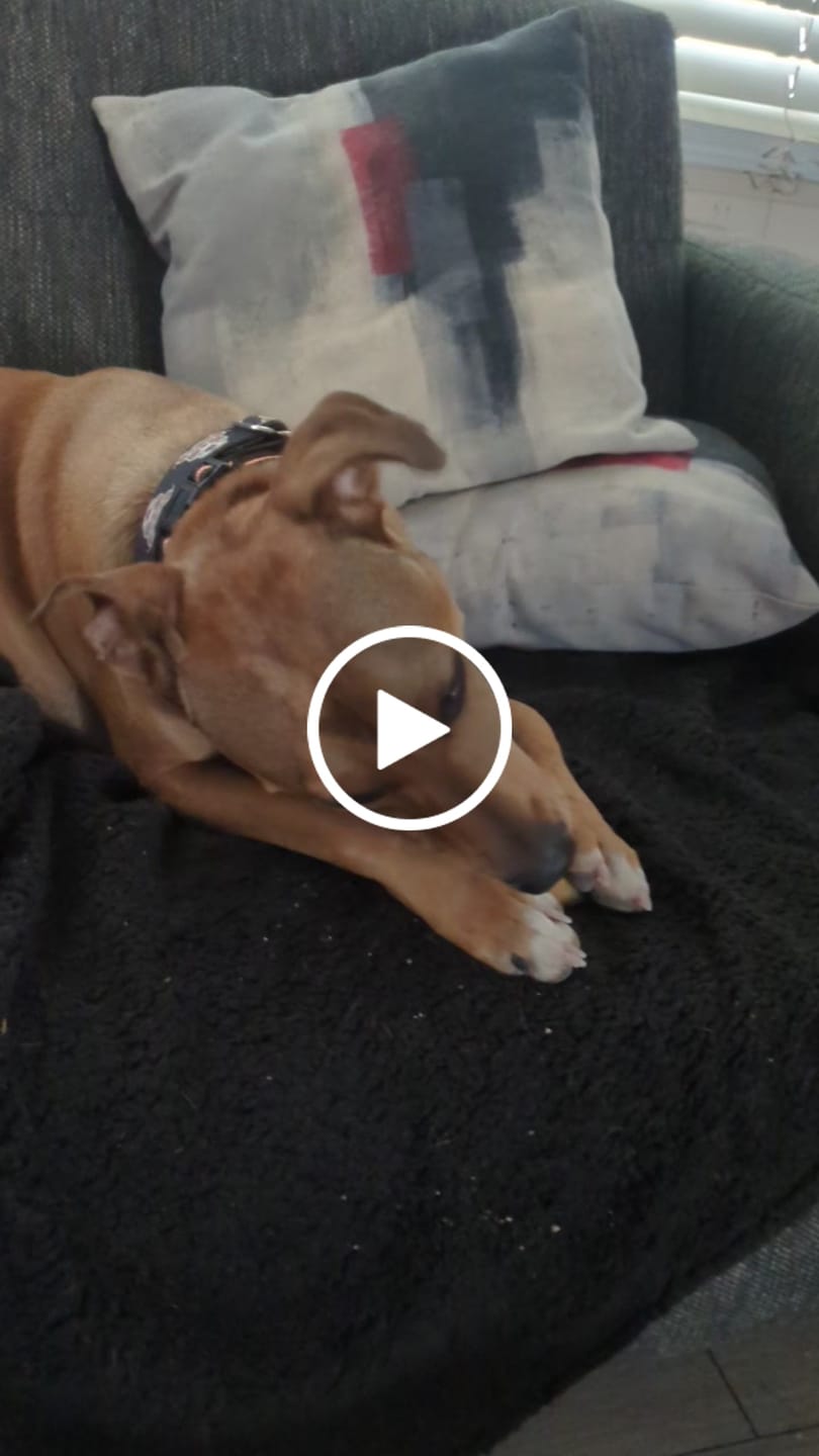 Customer video review of Himalayan Yak Cheese Chew Dog Treat
