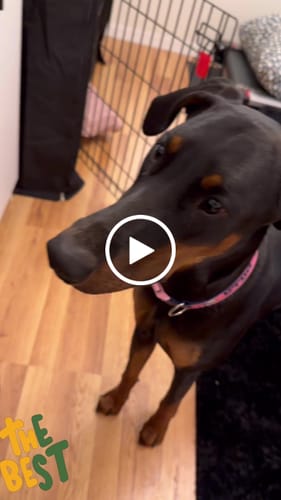 Customer video review of Premium Beef Dog Chews Variety Pack – Long-Lasting & Natural