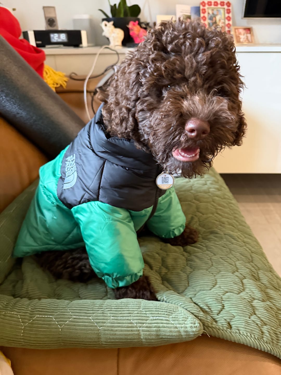 Customer photo review of The Dog Face Puffer™ Stylish Dog Winter Puffer Jacket XS-3XL | Dog Clothes