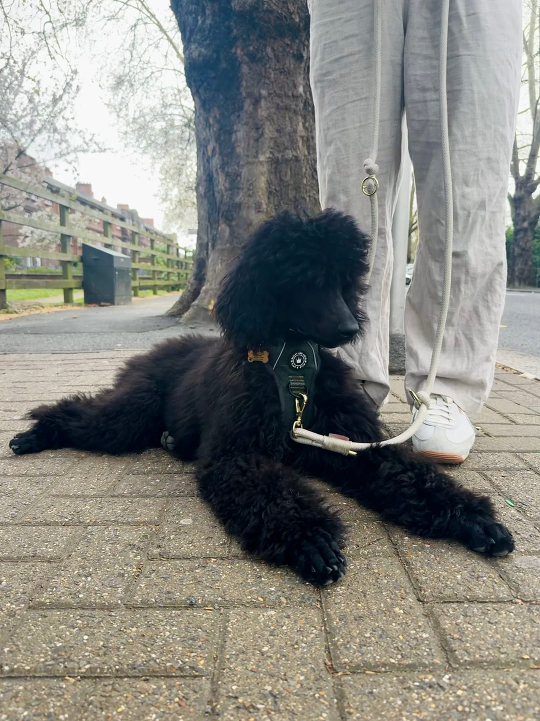 Customer photo review of Trail & Glow Tweed Dog Harness - Forest Tweed