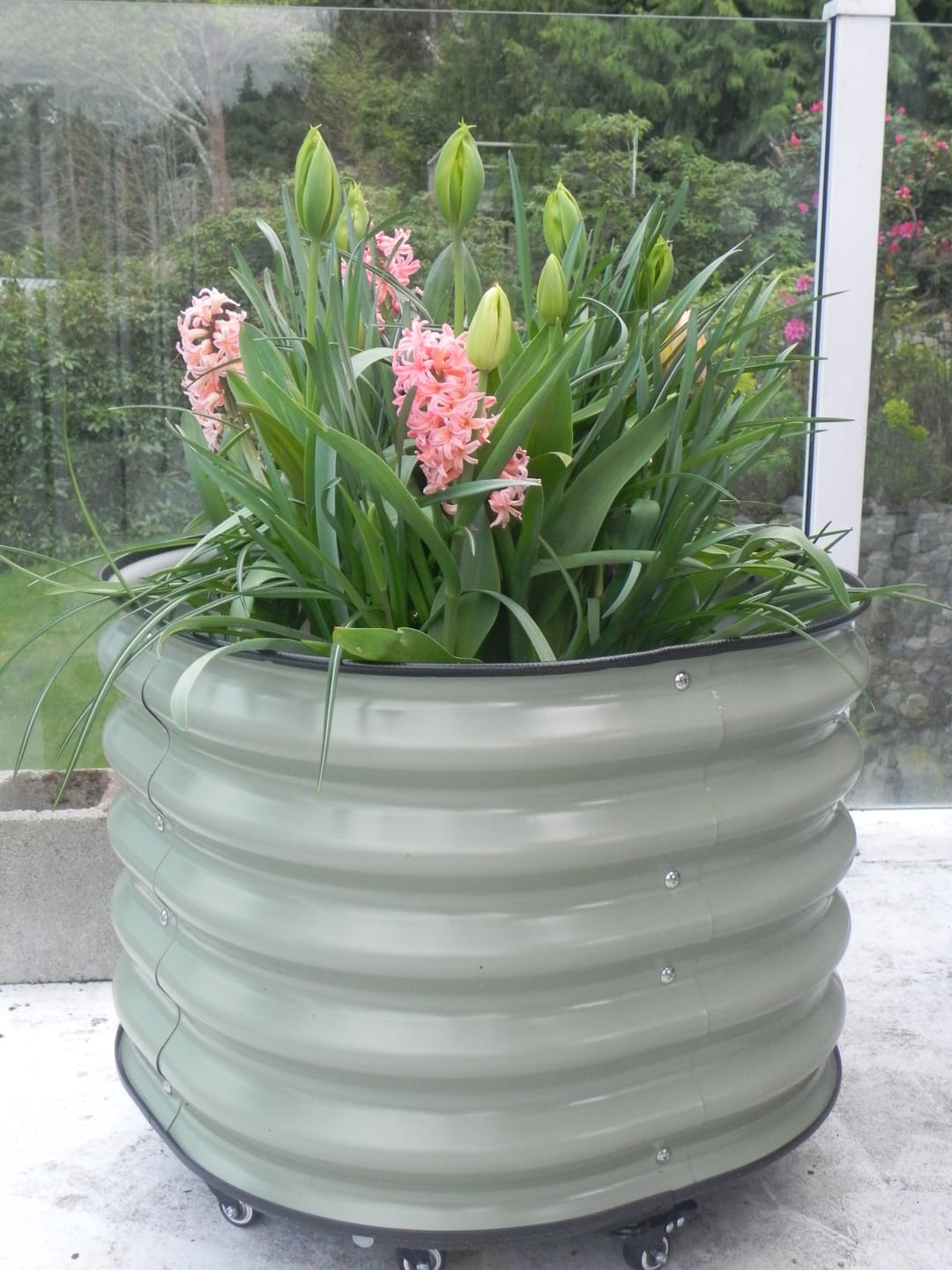 Customer photo review of 17" Tall Rolling Planter