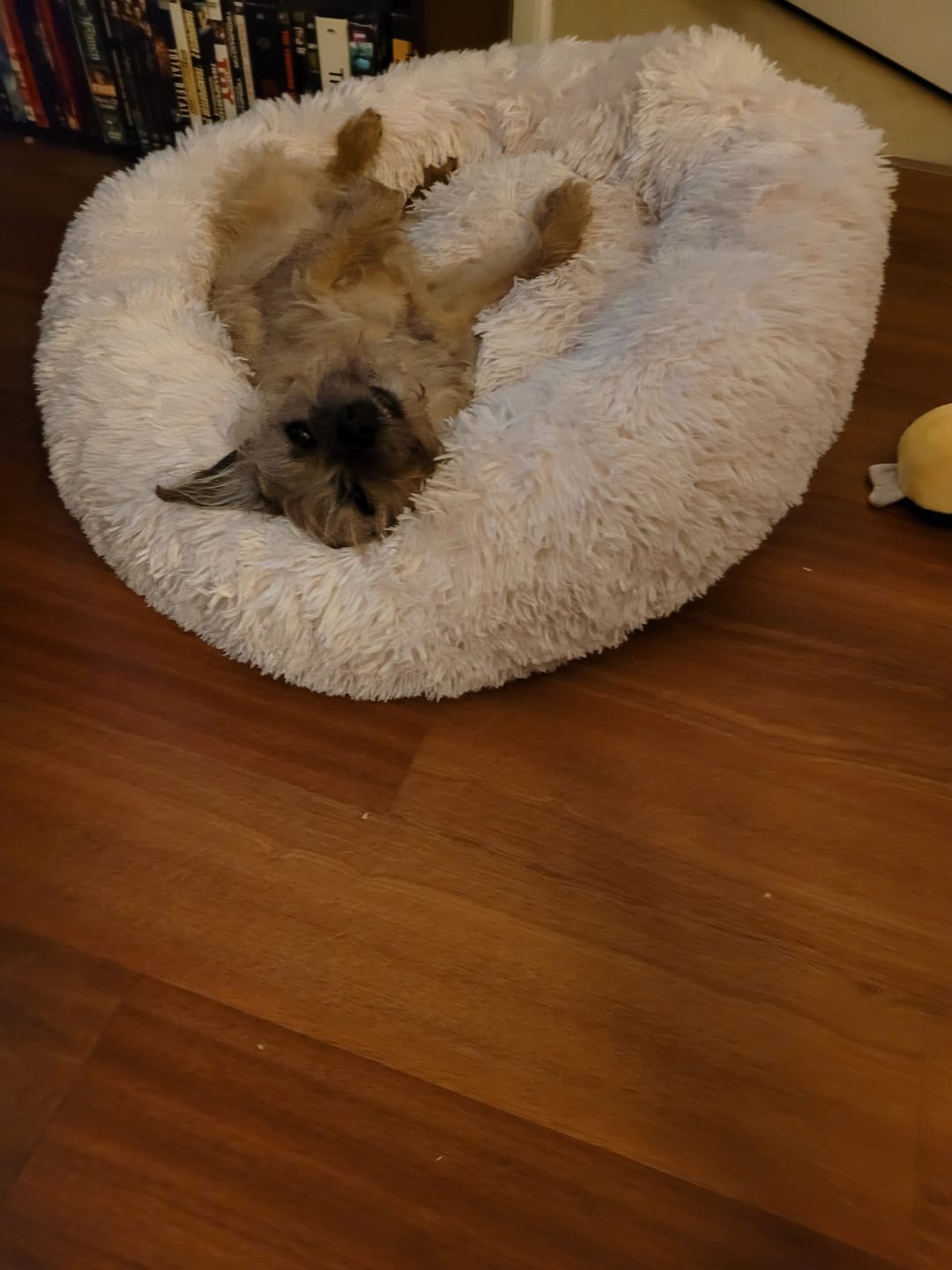 Customer photo review of Brooklyn® Deep Sleep Pet Bed