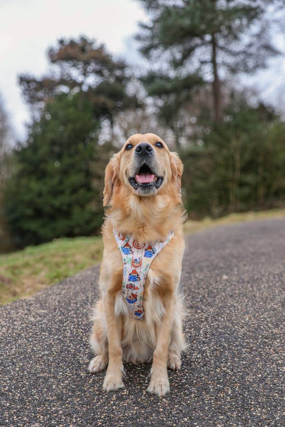 Customer photo review of Paddington™ Tough Trails™ Harness - Foodie