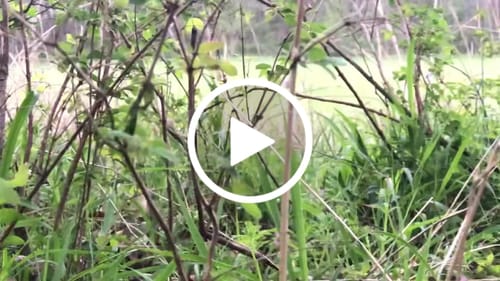 Customer video review of Batwing diaphragm