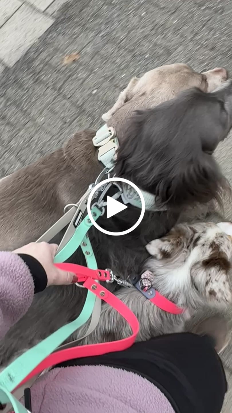 Customer video review of The Multi QuickLead™ Duo Tone - Dog Leash