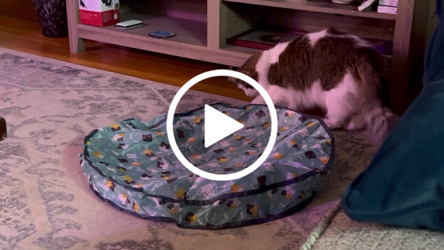 Customer video review of SPEEDY TAIL 2.0