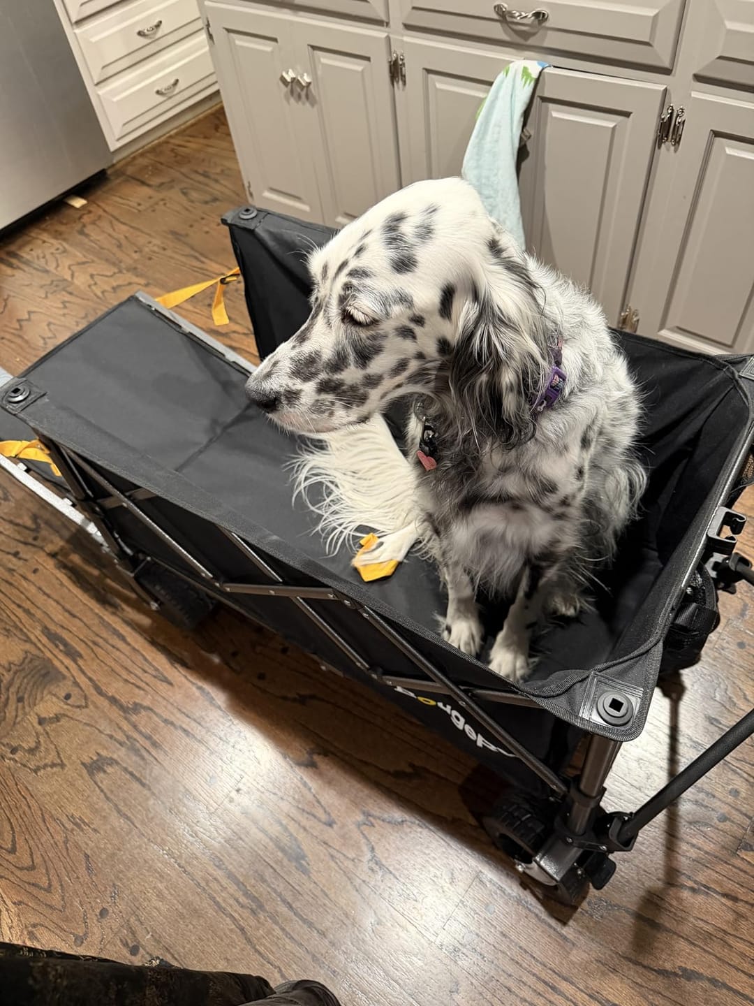 Customer photo review of BougeRV Electric Foldable Utility Camping Wagon with Power Bank