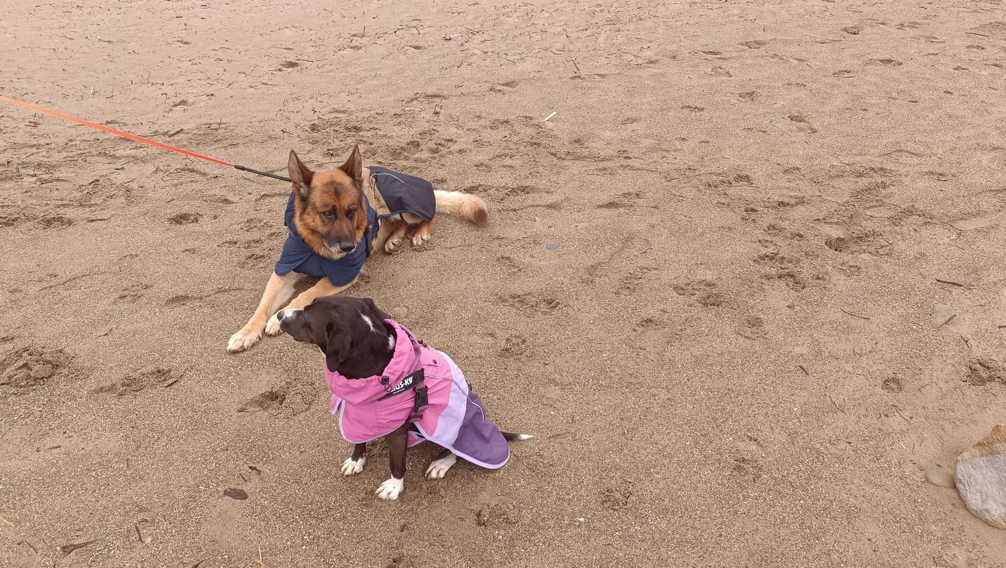Customer photo review of Alpine Dog Hoodie