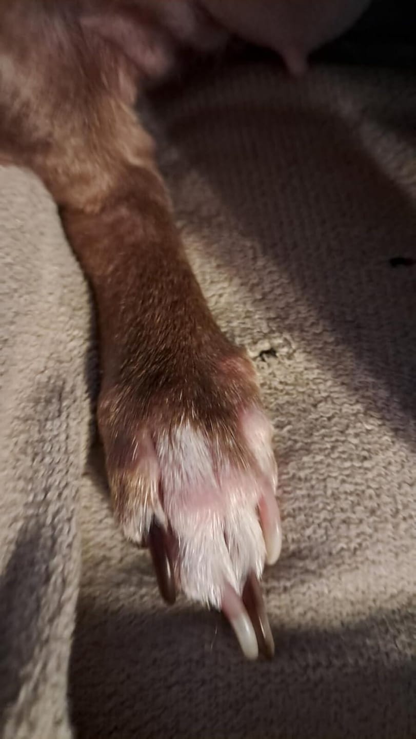 Customer photo review of Frontline Plus for Small Dogs 5-22 lbs – 6 Month Flea & Tick Treatment
