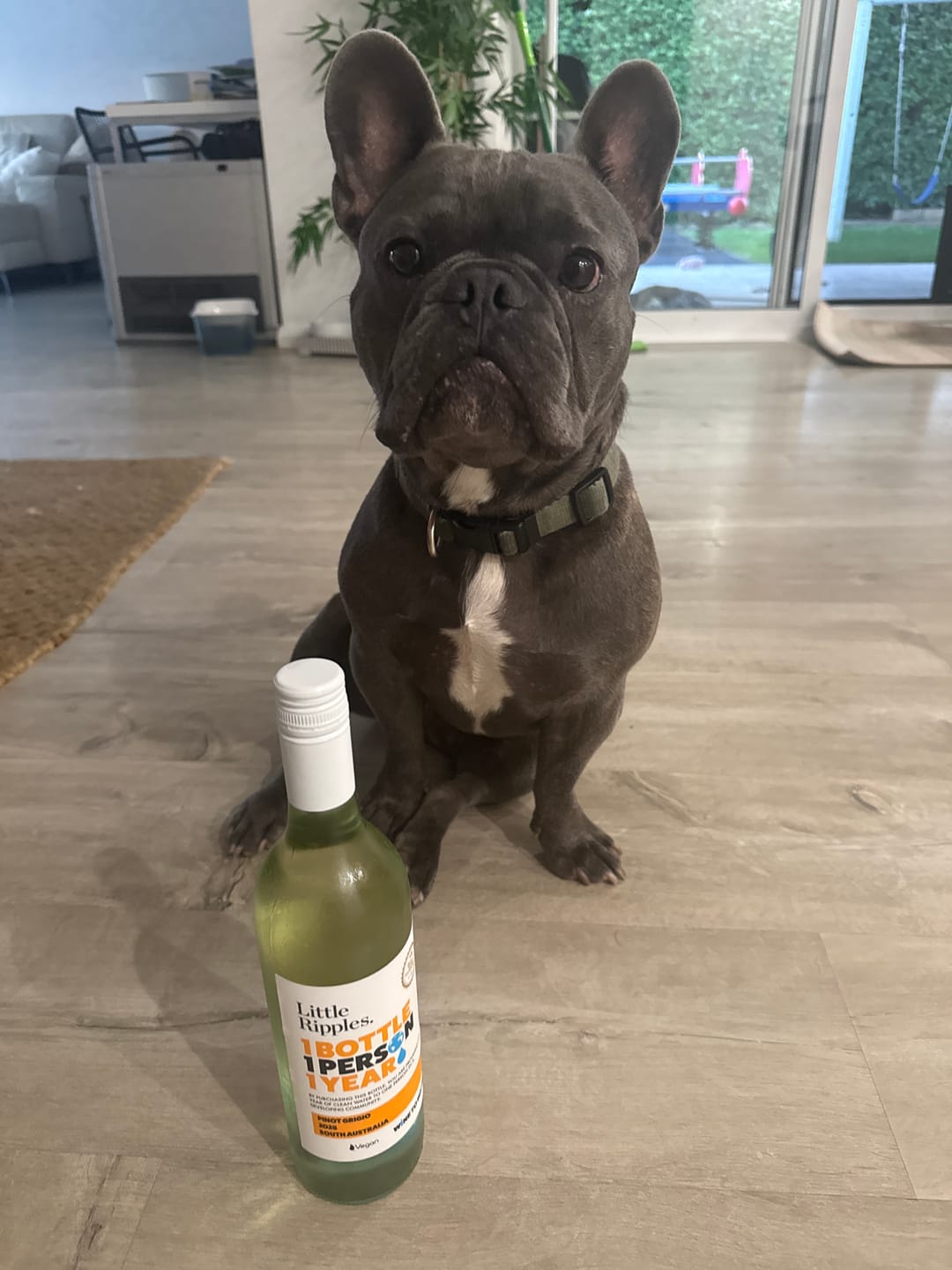 Customer photo review of Pinot Grigio - 6pk