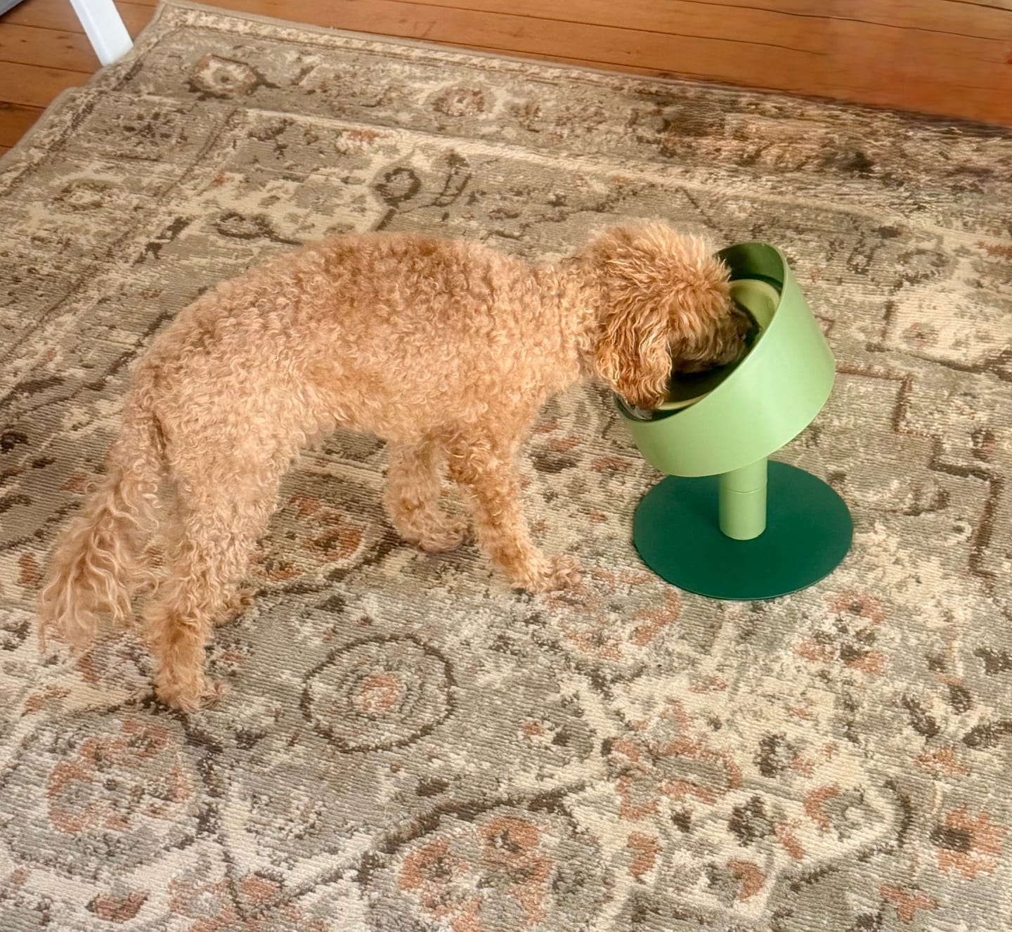 Customer photo review of Makesure Sunflower Adjustable Pet Food Bowl