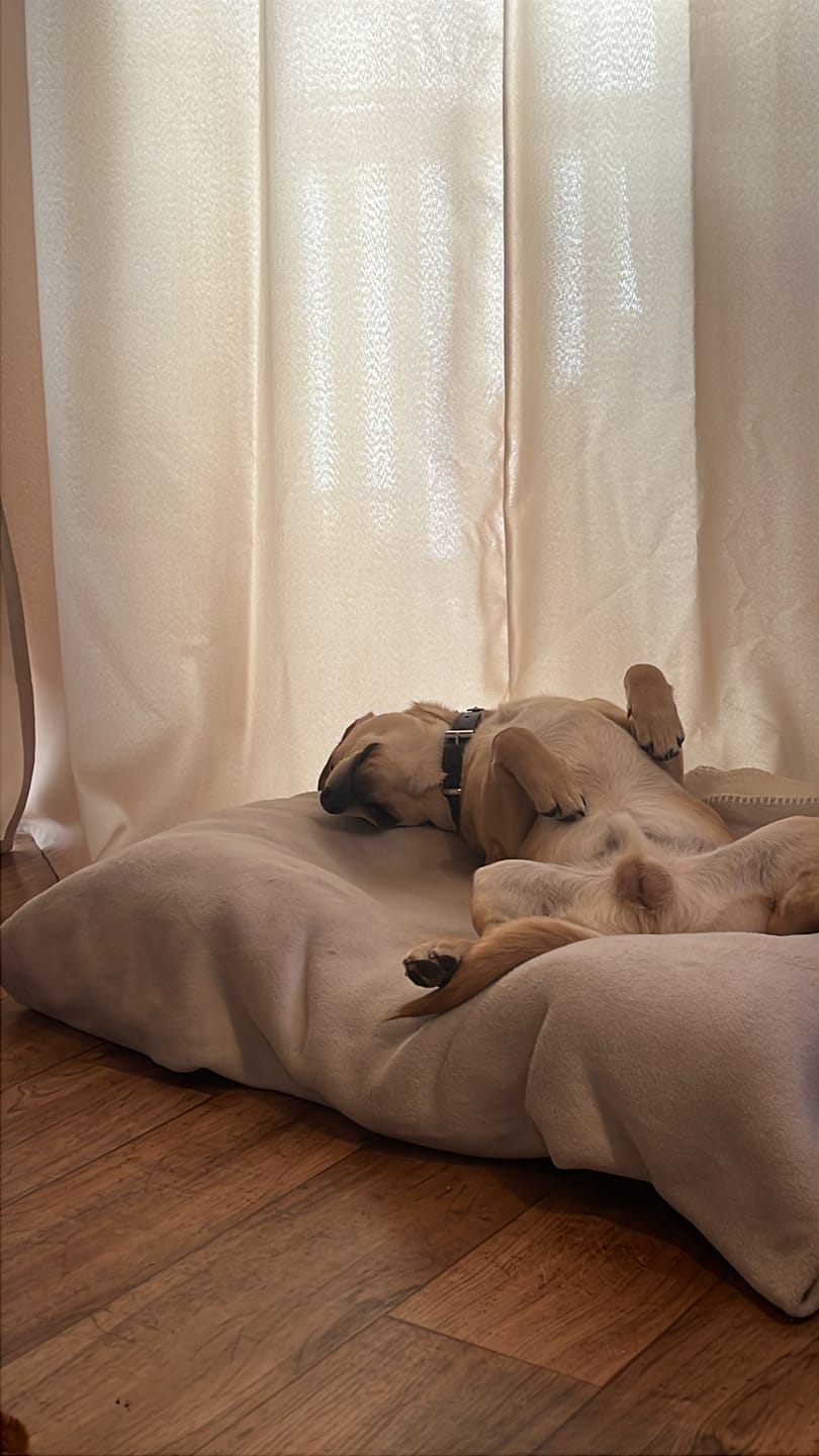 Customer photo review of Belly Biotics (360 treats)