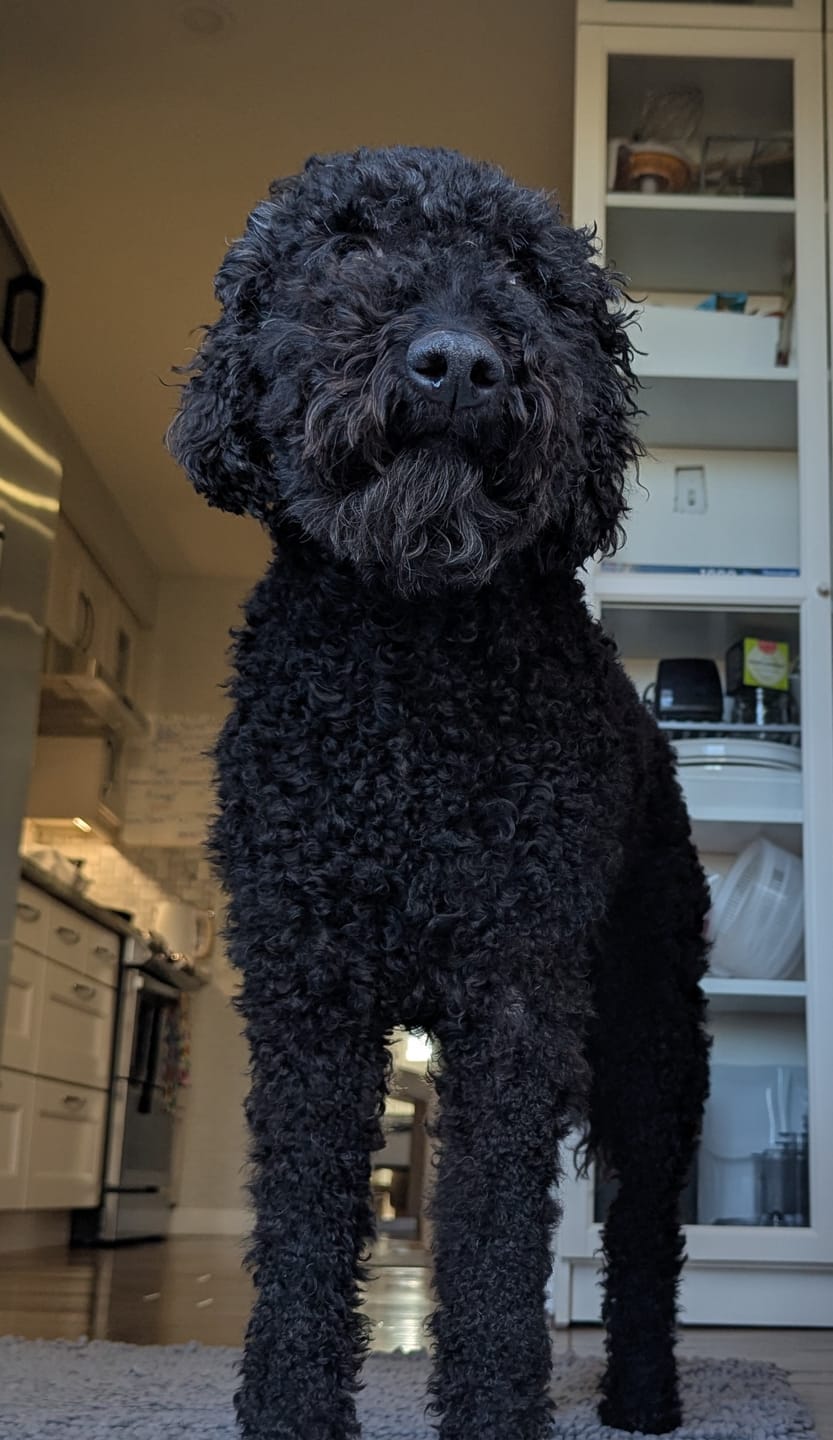 Customer photo review of Sustainable Fish formulas / Adult & Puppy