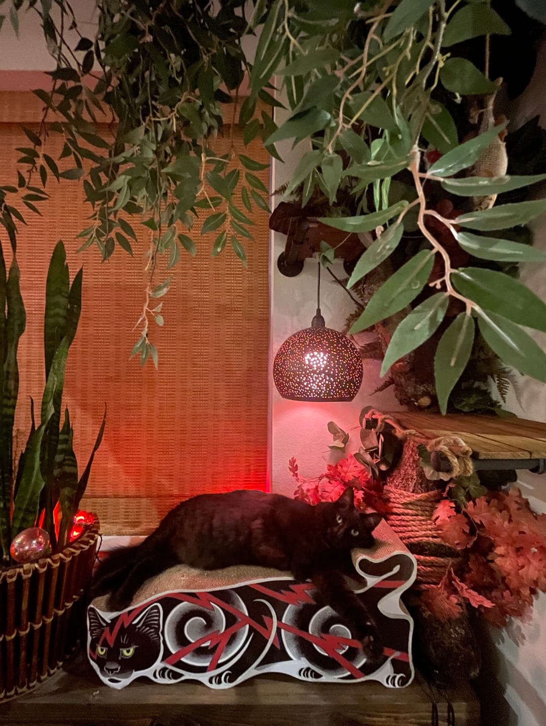 Customer photo review of Electric Cat Scratcher