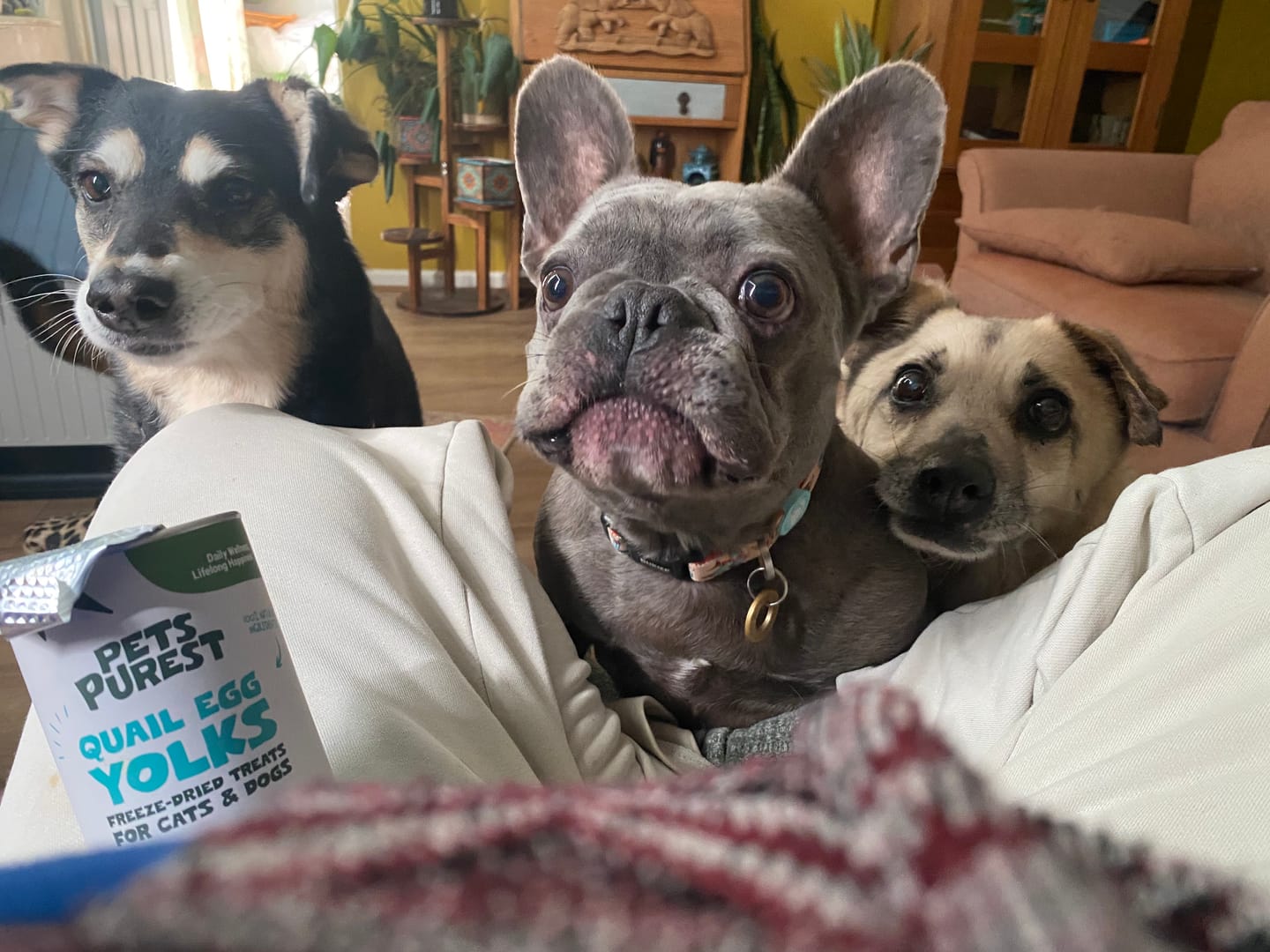 Customer photo review of Freeze-Dried Quail Egg Yolk for Cats and Dogs | 100g