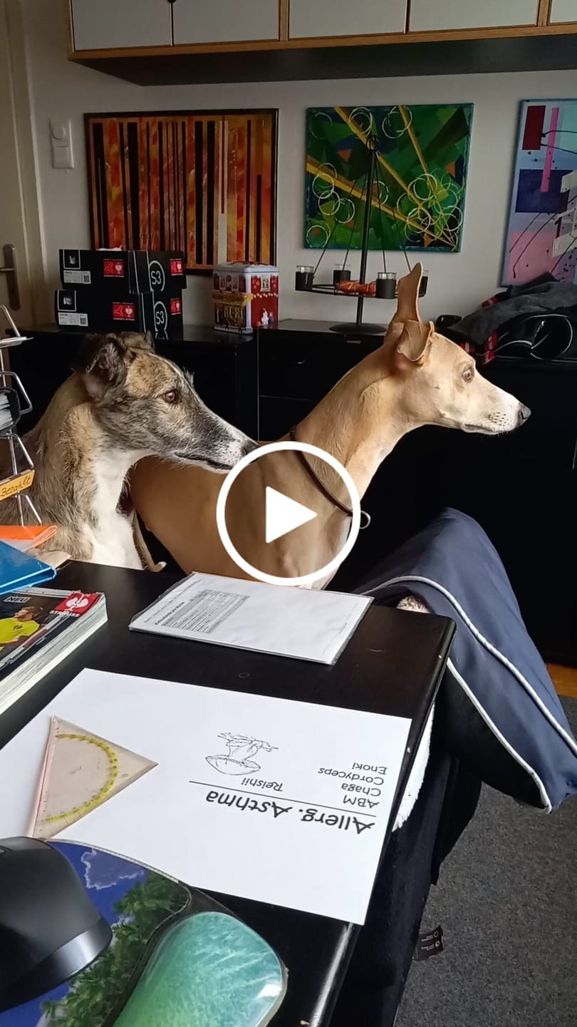 Customer video review of Belly Bites 2.0