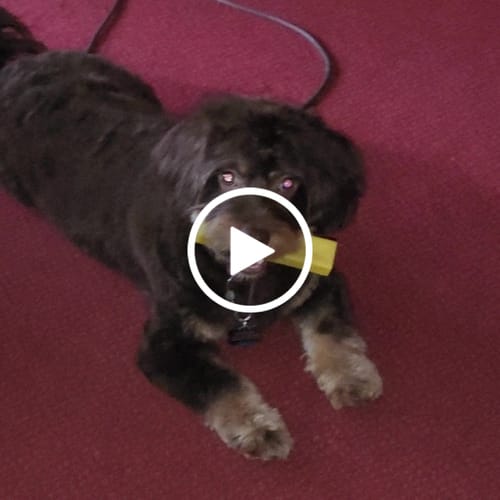 Customer video review of Long-Lasting Yak Chews — 4 Flavor Pack