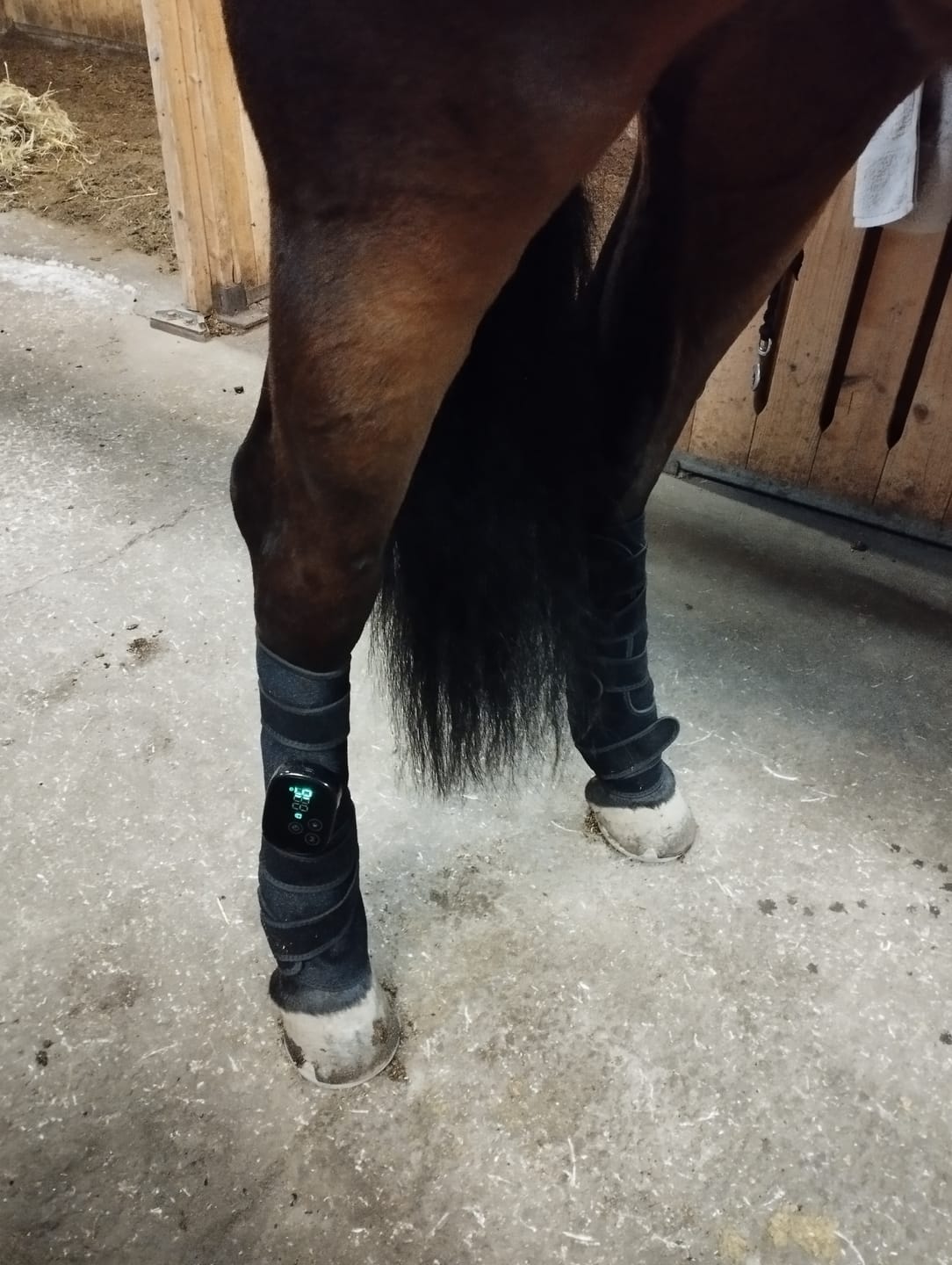 Customer photo review of EquiThera K2 - Rödljusterapi Damasker