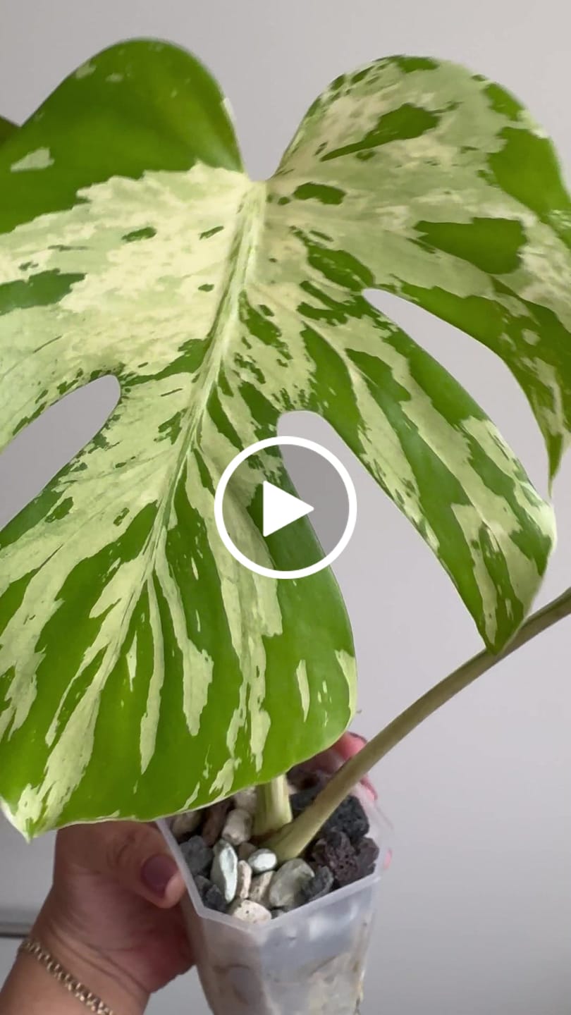 Customer video review of Fine Houseplant Mineral Mix
