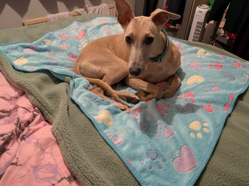 Customer photo review of Paw Print Softy Pet Blankets (1.2 x 0.75m)