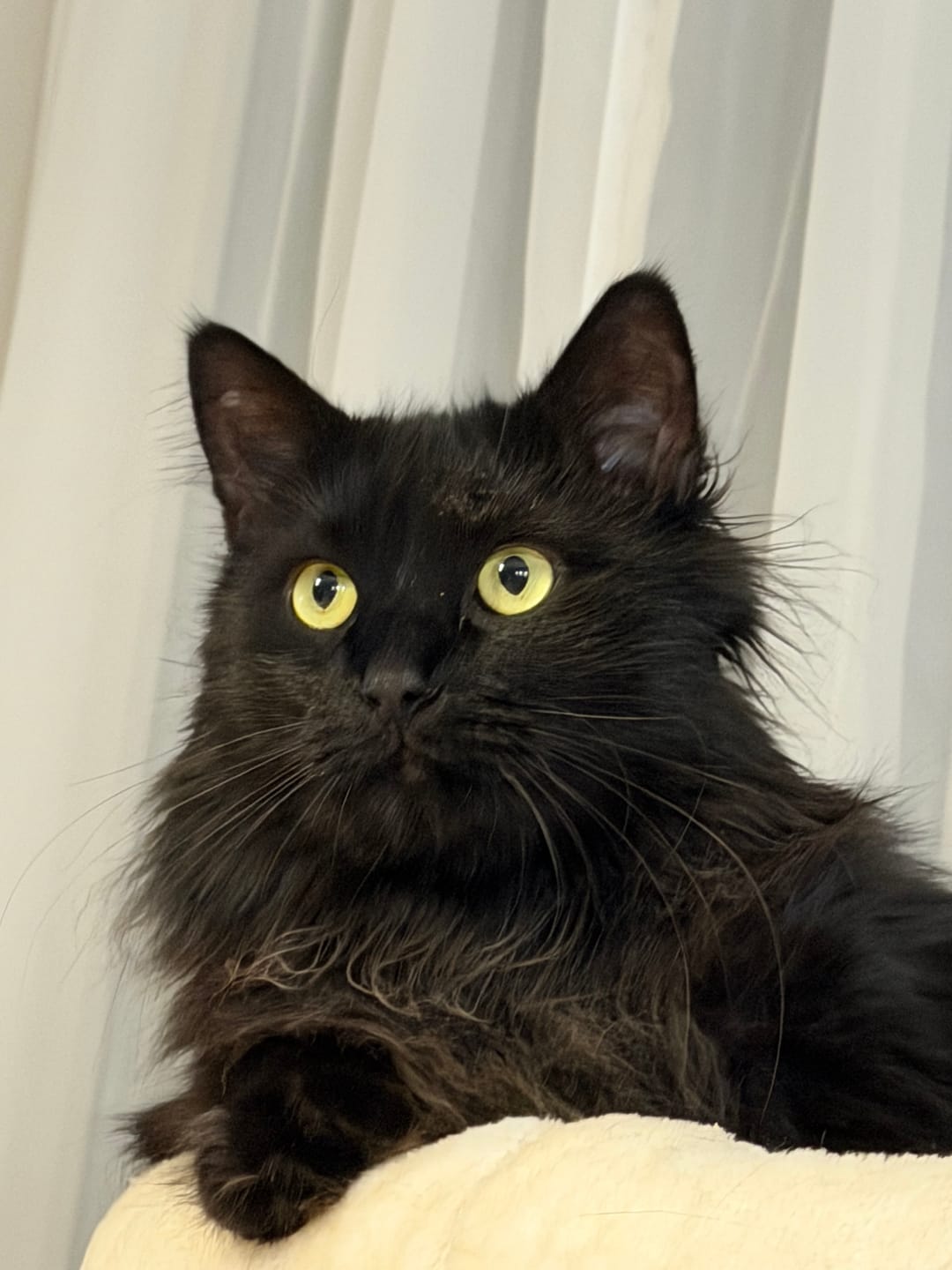 Customer photo review of Katzenklo Schaufel