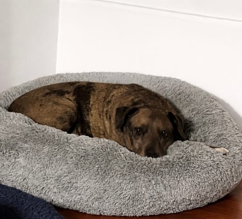 El perro de un cliente descansa en su cómoda Cama Antiestrés para Perros de color gris.