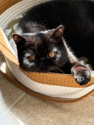 Customer photo review of Instinct Basket | Meet the first research-backed natural territory for indoor cats