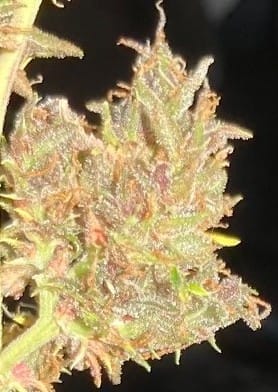 Customer photo review of Exotic Micros