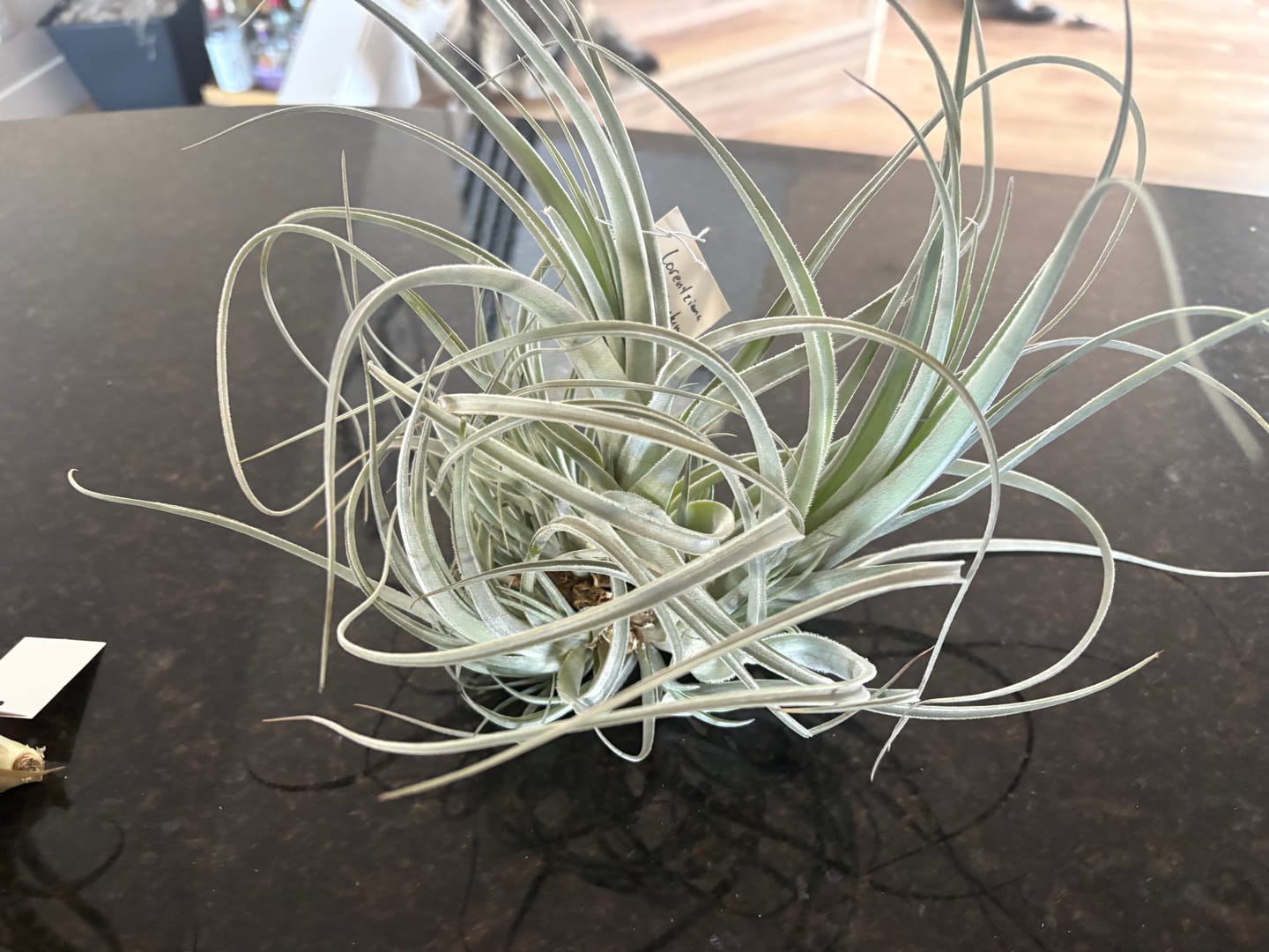 Customer photo review of Air Plant Mystery Box - Curated Tillandsia Collection | 5 Tiers Available