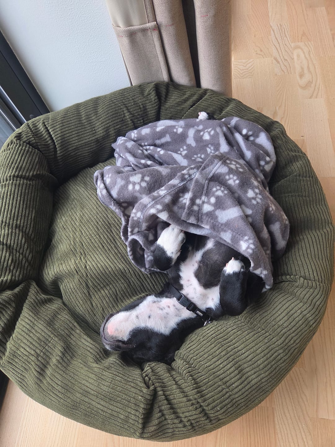 Customer photo review of Staey - Luna 3.0 Hundeseng, Moss Green Fløjl