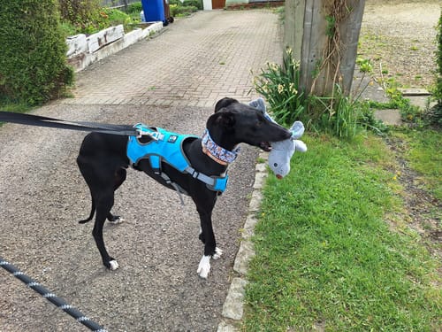 Customer photo review of Escape proof Harness (3 Strap)