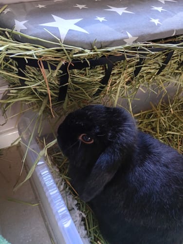 Customer's black lop-eared rabbit sits in a container filled with long stalks of Timothy Hay Box 'Blend'.