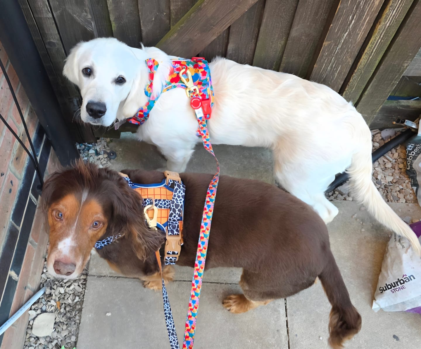 Customer photo review of Disney© Tough Trails™ Harness - Winnie Goes Retro