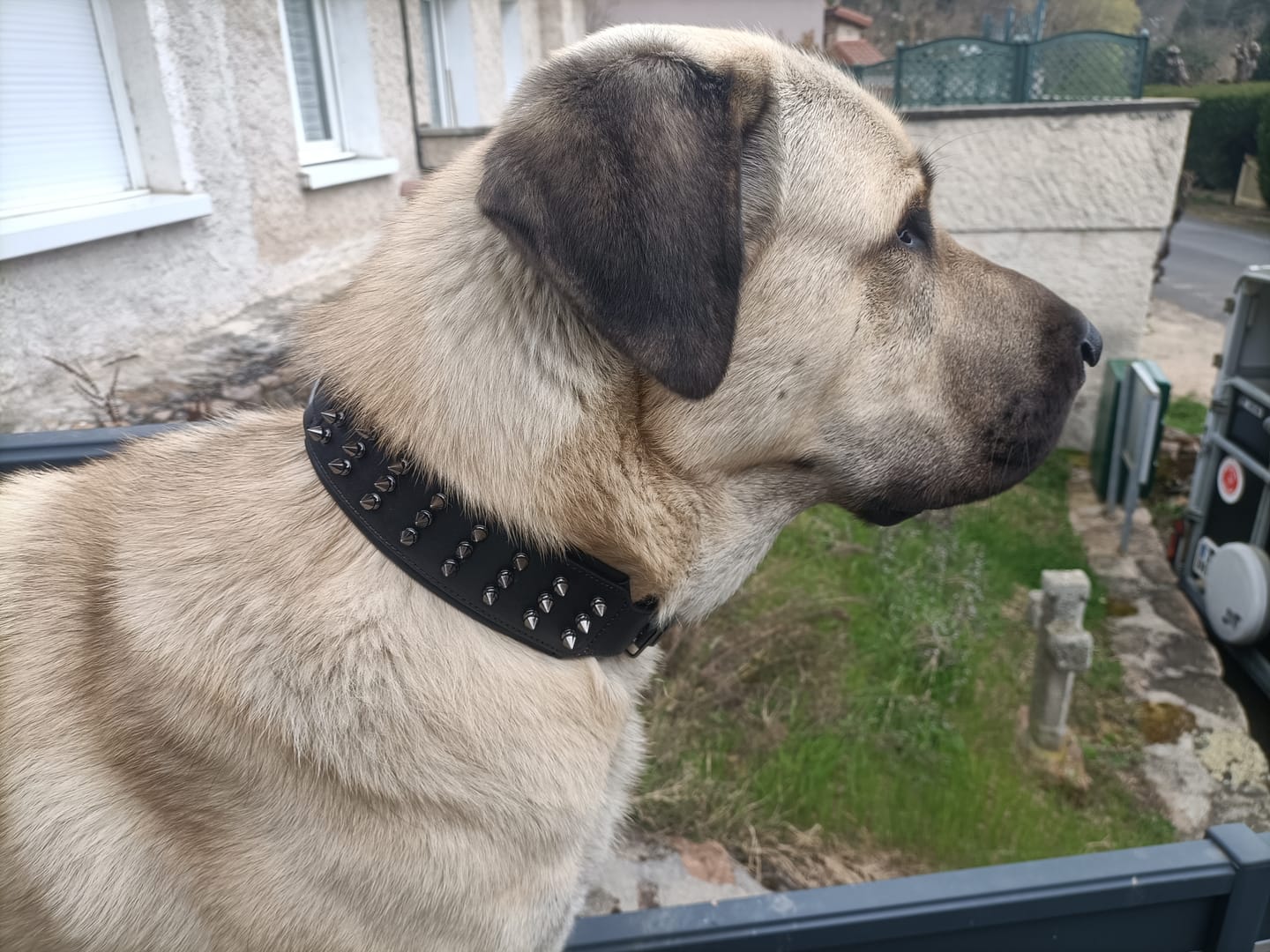 Customer photo review of Collier Anti Morsure - DuraCuir : Rustique et Sophistiqué