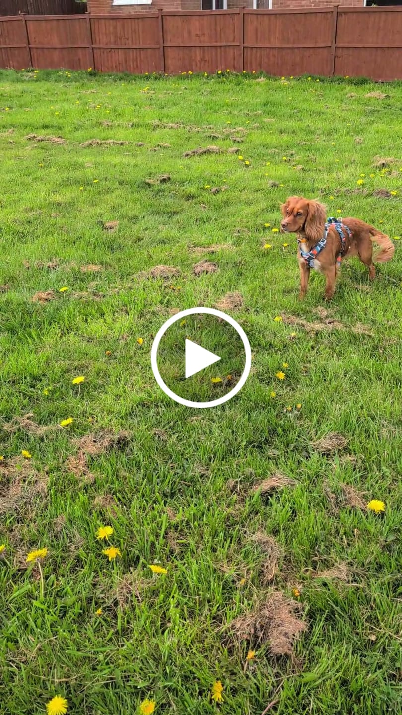 Customer video review of Scramble Harness