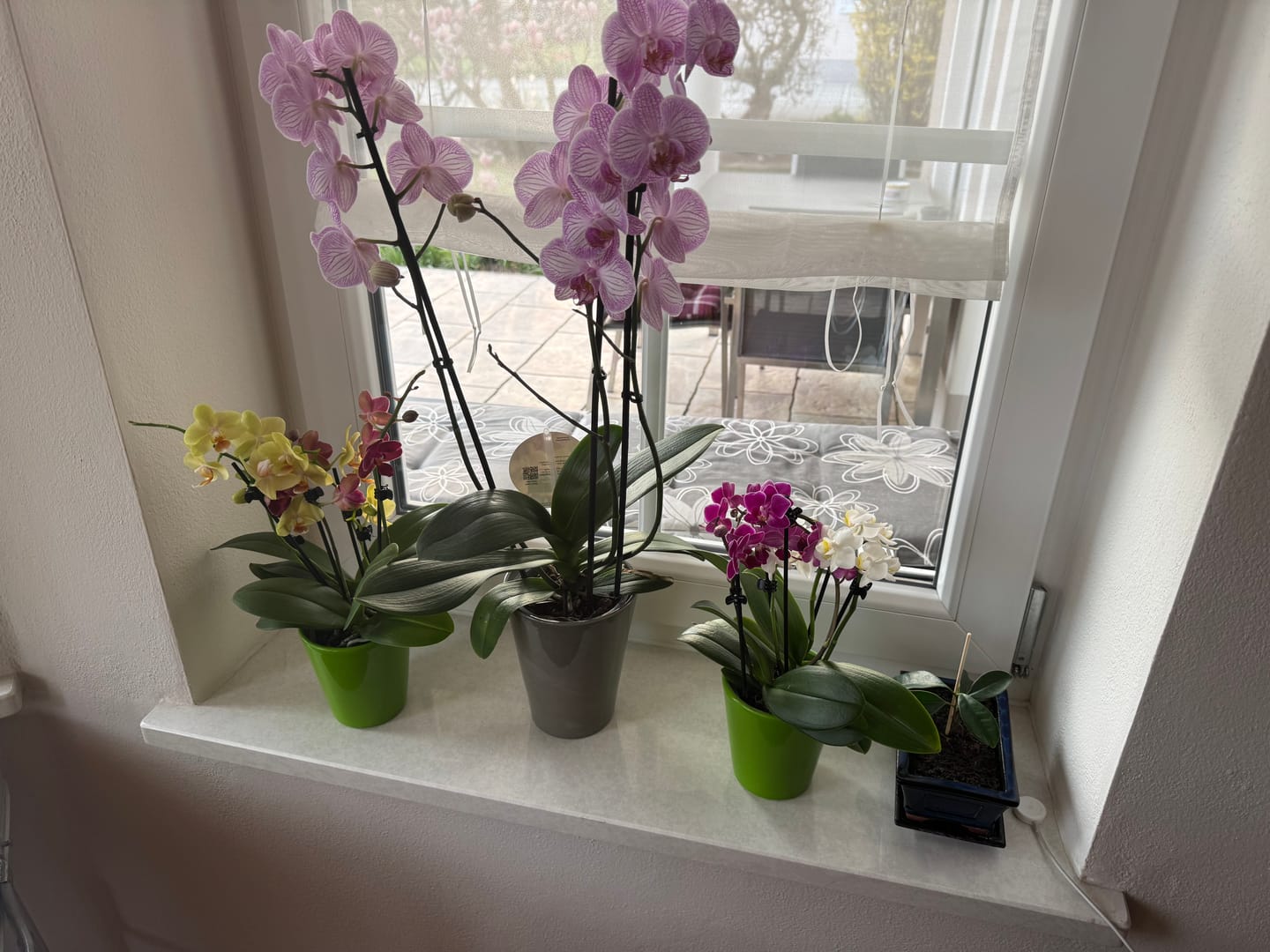 Customer photo review of Cocktail Orchidee mit violett-weißen Blüten und 5+ Rispen