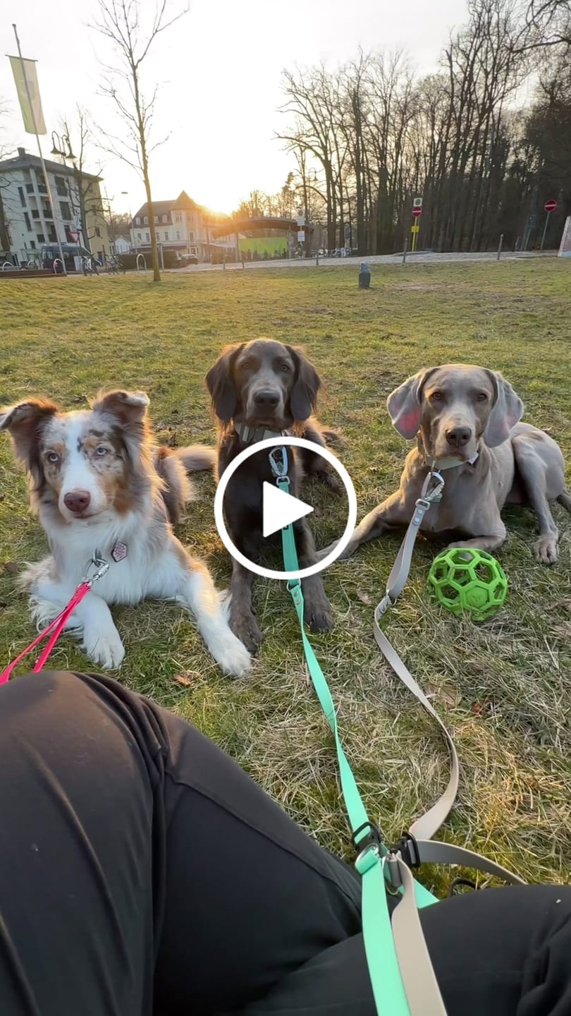 Customer video review of The Multi QuickLead™ Duo Tone - Dog Leash