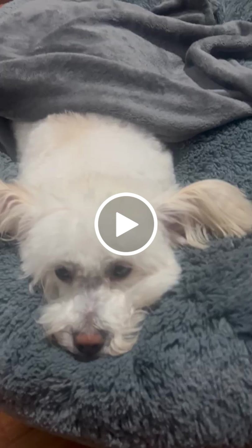 Customer video review of Manta Relajante para Mascotas