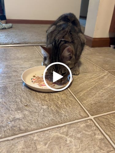 Customer video review of Chicken With Carrot Pumpkin Recipe Paté Dinner In Broth Adult Cat Food, 2.8-oz