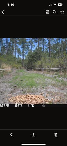 Customer photo review of Whitetail Hill Clover