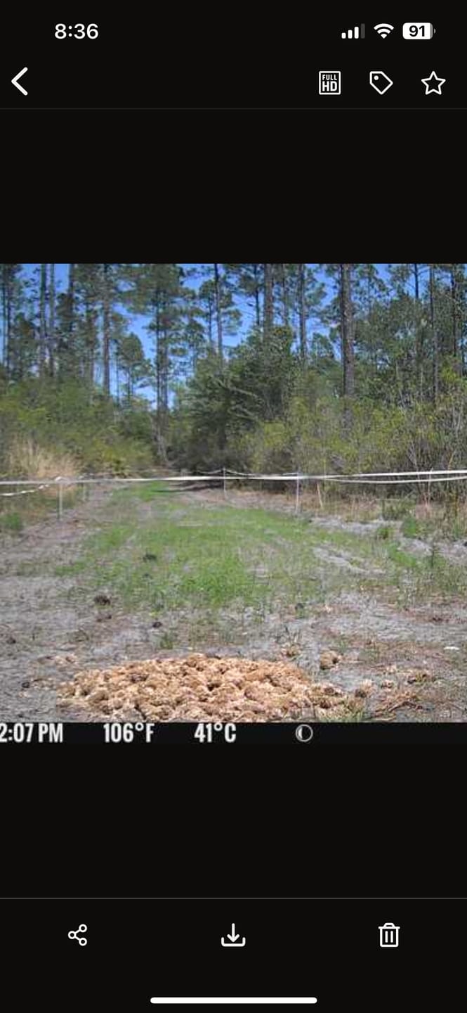 Customer photo review of Whitetail Hill Clover