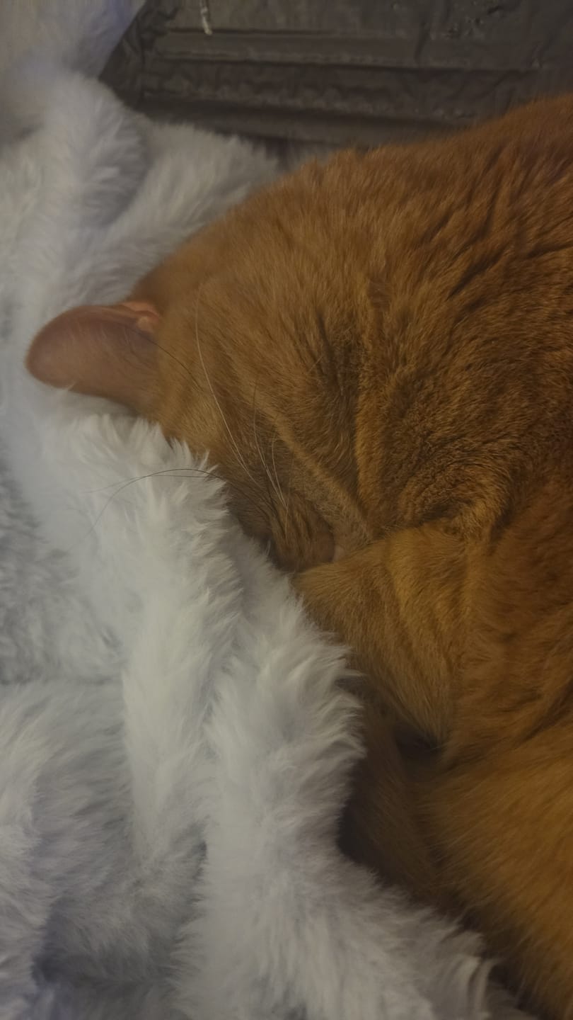 Customer photo review of Cloud Throw Blanket