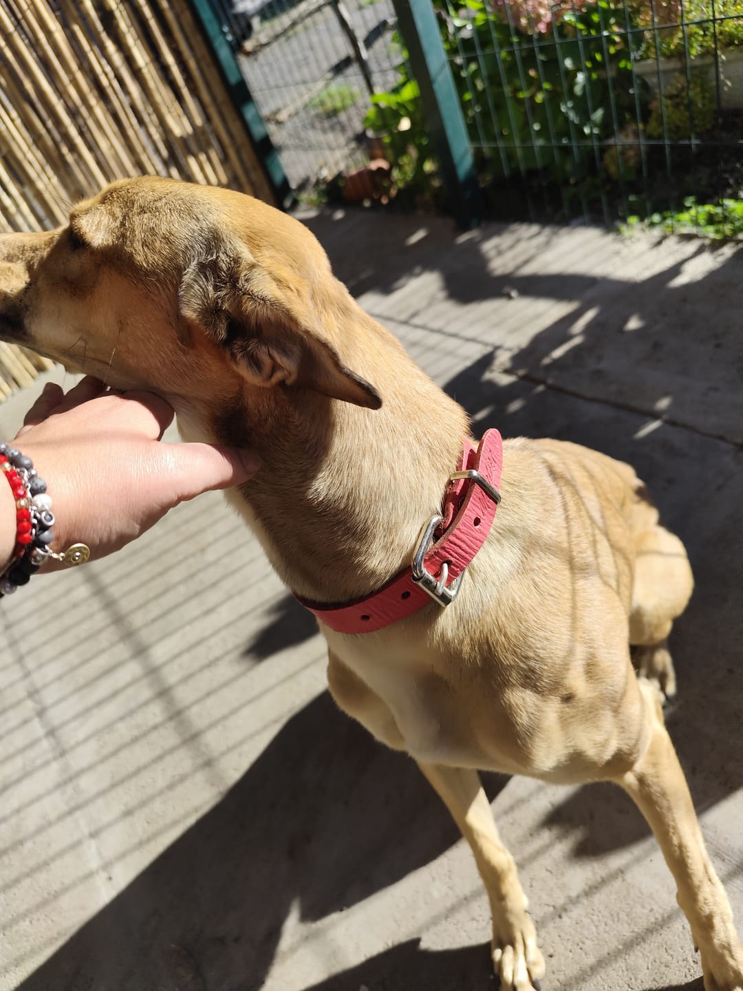 Customer photo review of Collar Duke Fucsia Corrugado/Gris